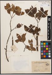 Foto von Salix wilsonii Seemen